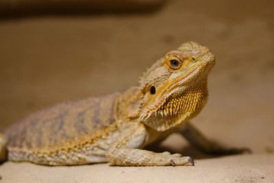 Close-up of lizard