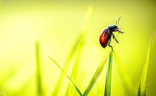 Close-up of insect on a blade of grass