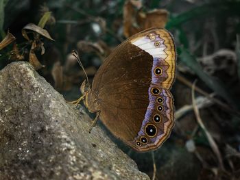 Close-up of butterfly on rock