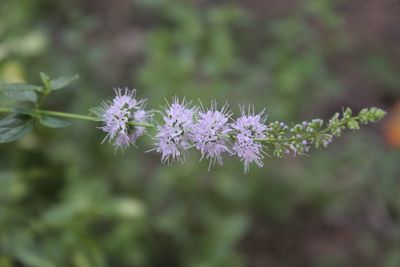 Close-up of purple flowering plant