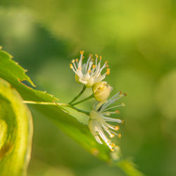 Beautiful linden tree blossoms in the summer. medicinal, herbal, vegan, organic tea.