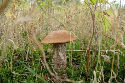 Close-up of mushroom growing on field