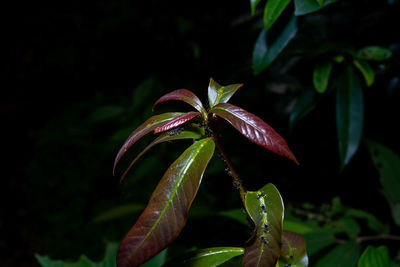 Close-up of red flowering plant