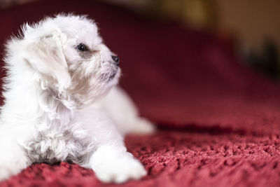 Cute small maltese puppy lying on the bed