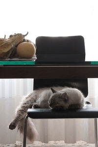 Cat sleeping on chair by dining table at home