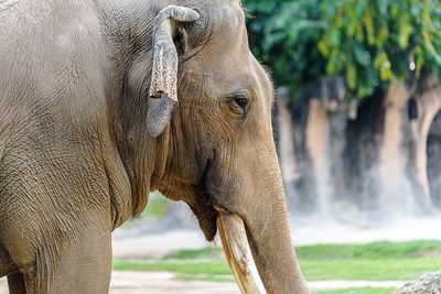 Close-up of elephant in water