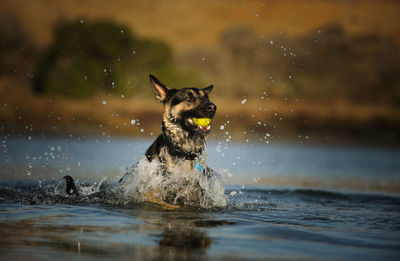 German shepherd with ball in lake