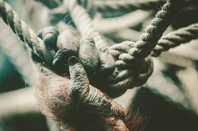 Cropped image of orangutan holding rope at zoo