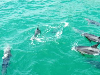 High angle view of dolphin swimming in sea