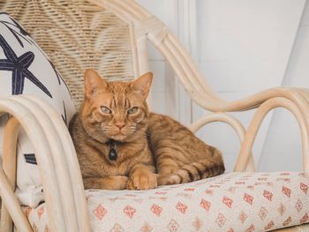 Portrait of cat sitting on chair