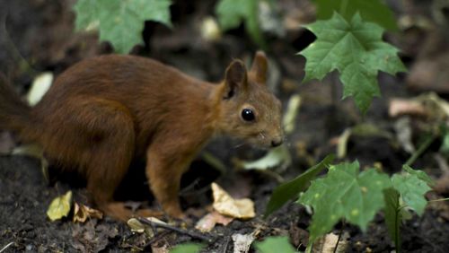 Close-up of a squirrel on field