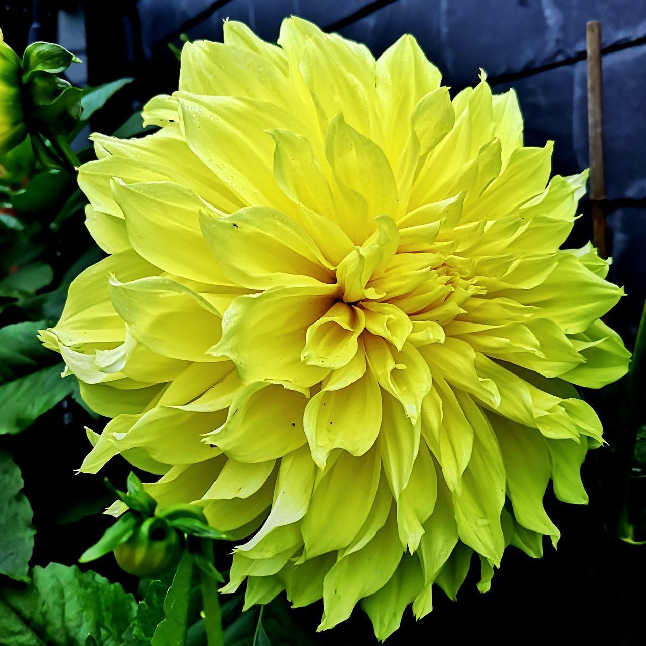 CLOSE-UP OF YELLOW DAHLIA ON PLANT