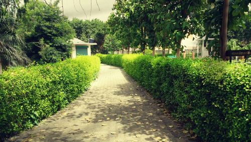 Footpath leading towards trees