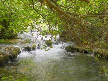 River amidst trees in forest