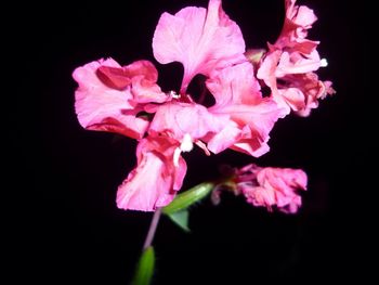 Close-up of pink flower blooming at night