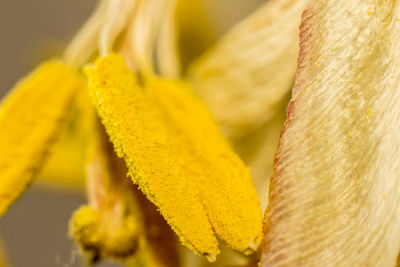 Close-up of yellow leaf