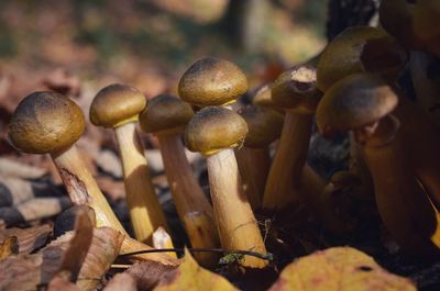 Close-up of mushrooms growing on land
