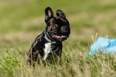 French bulldog running and catching lure on coursing competition