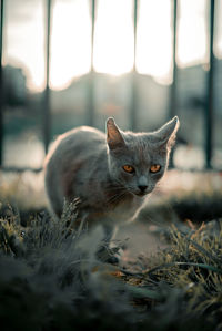 Close-up portrait of a cat on field