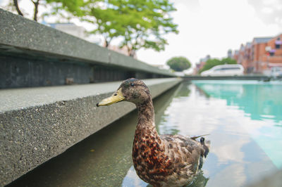 Close-up of a duck in lake