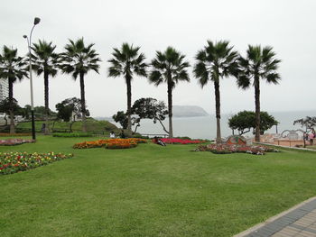 Palm trees by sea against sky