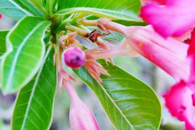 Close-up of pink flowering plant