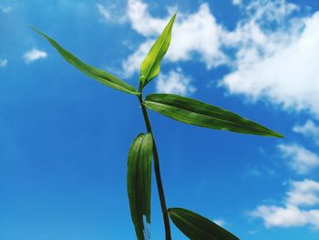 Low angle view of plant against blue sky