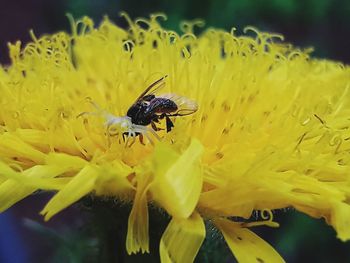 Close-up of bee pollinating on yellow flower