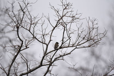 Low angle view of bird perching on tree