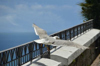 Seagull flying over a wall
