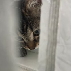 Close-up portrait of cat