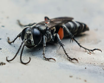 Close-up of fly on table