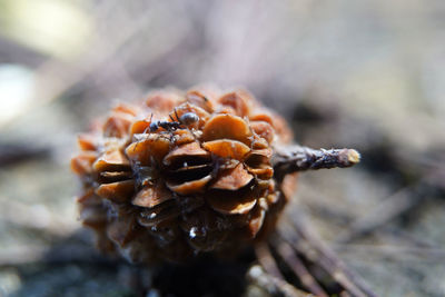 Close-up of pine fruit on the ground