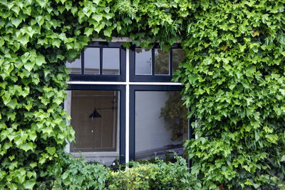 Ivy growing on house window