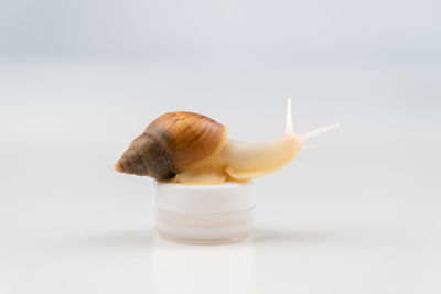 Close-up of snail against white background