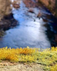 Close-up of plants growing on land