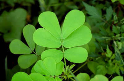 Close-up of heart shape leaves