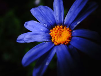 Close-up of purple and blue flower