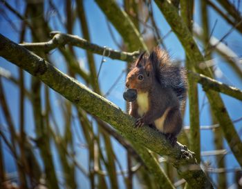 Low angle view of monkey on tree