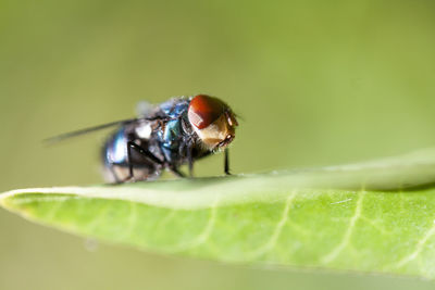 Close-up of housefly