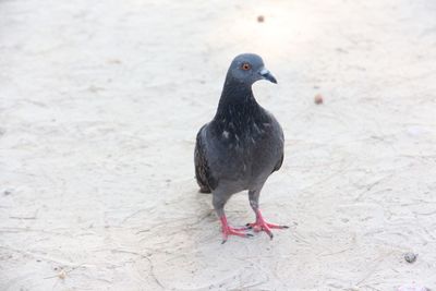 Close-up of bird perching on ground