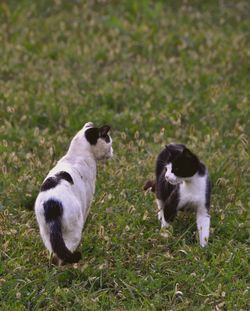 View of two cats on field