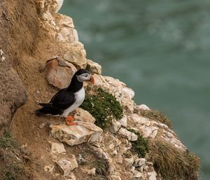 Close-up of bird perching outdoors