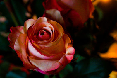 Close-up of red rose