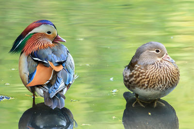 Mandarin ducks in lake