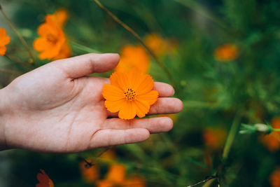 Close-up of hand holding orange flower