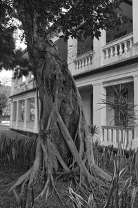 Tree by house against sky