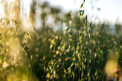 Close-up of wheat growing on field