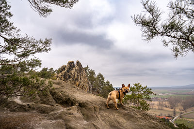 Rear view of a french bulldog looking at camera and standing on mountain named devils wall 