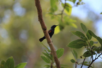 Low angle view of bird perching on branch